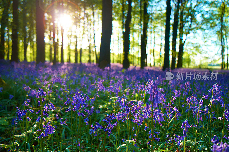 蓝铃花在黎明