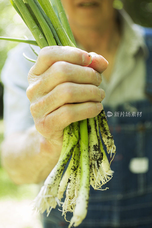 年长者，男性农民在农场采摘青葱。有机蔬菜。