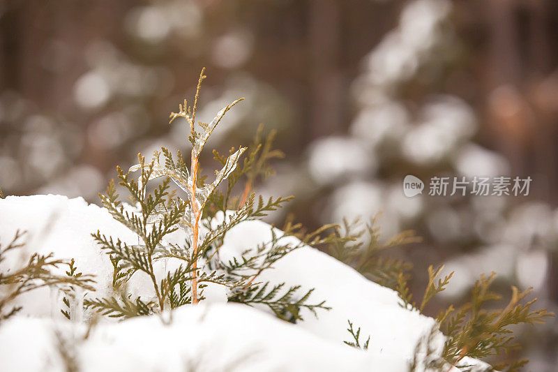 冬天被雪覆盖的常绿灌木的特写