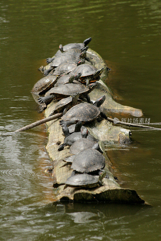 一群乌龟坐在原木上