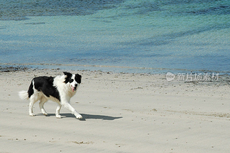 海滩上的狗