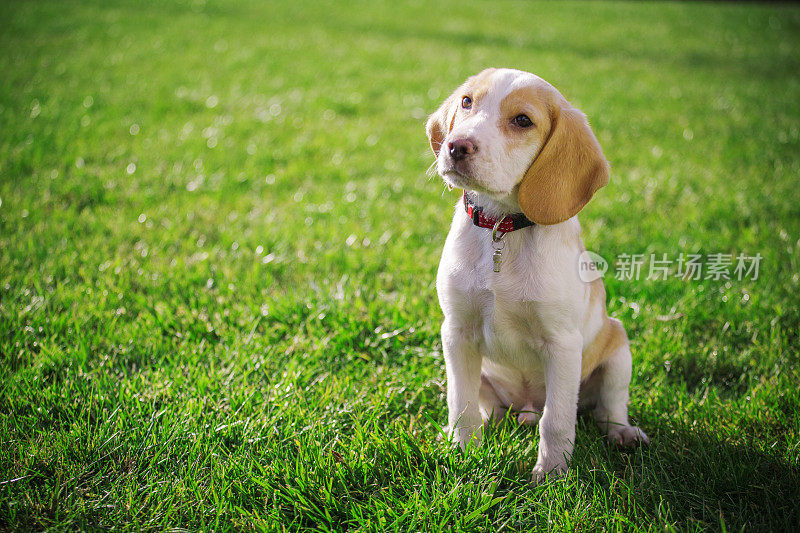 小猎犬小狗肖像