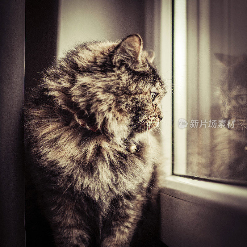 好奇的猫向窗外看