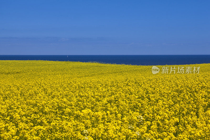 油菜田水平线之上