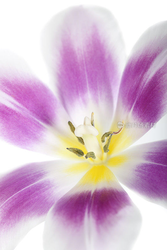 郁金香花的特写