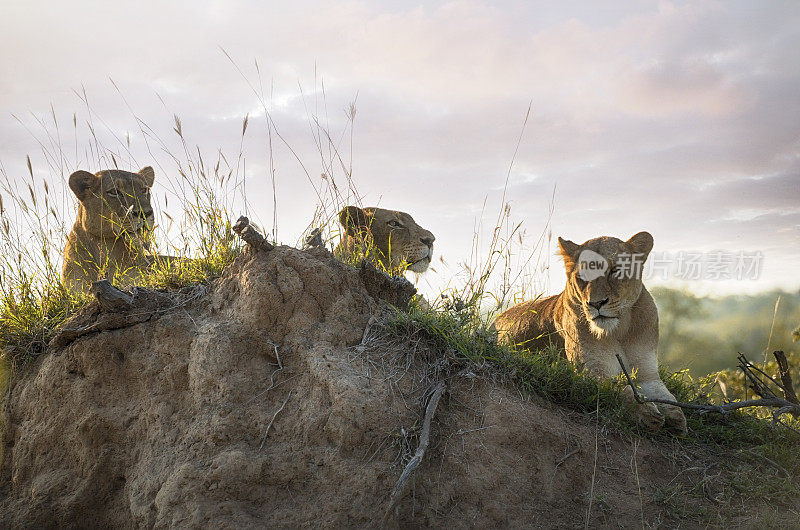 克鲁格野生动物保护区的狮子