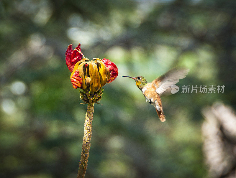 阿玛西莉亚蜂鸟在热带花朵旁盘旋