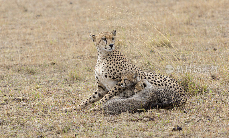 猎豹和幼崽在干燥的大草原上休息