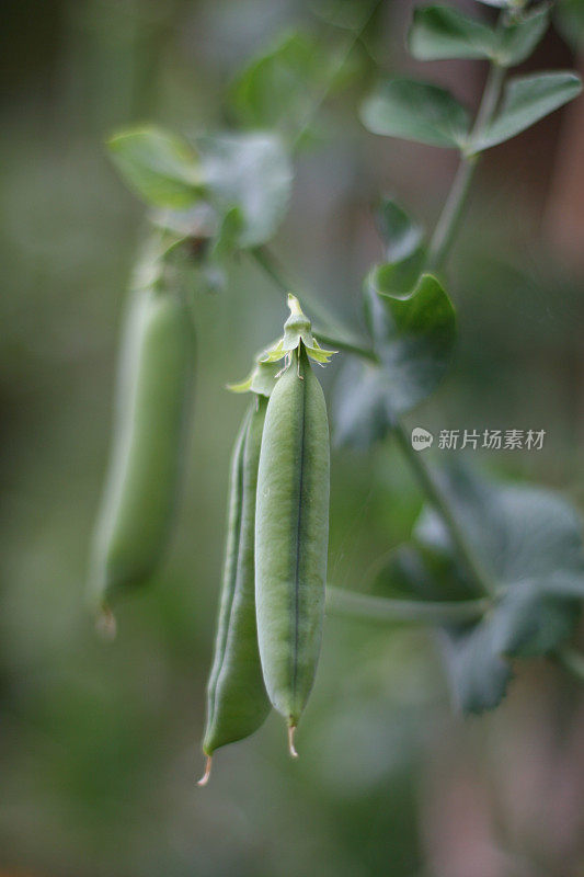 豆荚里的豌豆