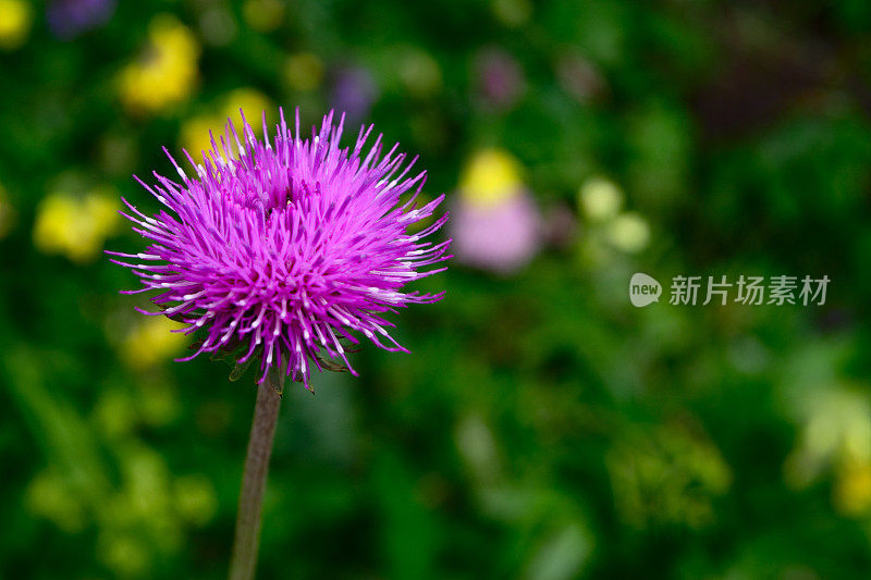 高山的野花