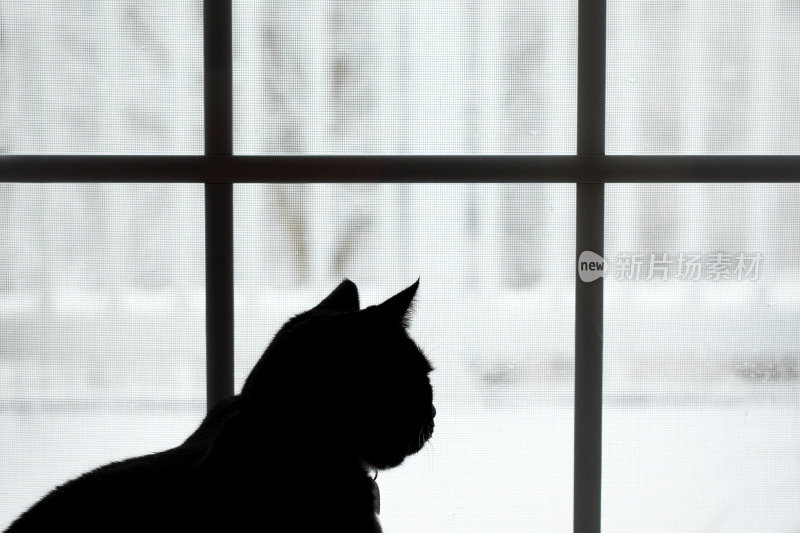 黑猫在下雪天透过窗户看