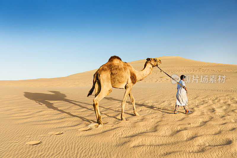 非洲西撒哈拉沙漠上，年轻的贝都因人和骆驼在一起