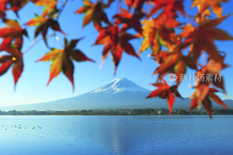 富士山和夸口湖和日本枫树