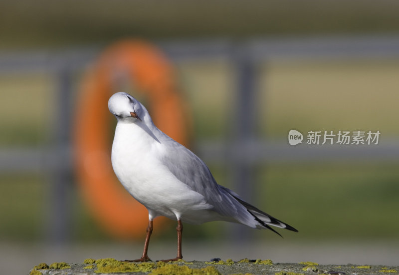 好奇的海鸥