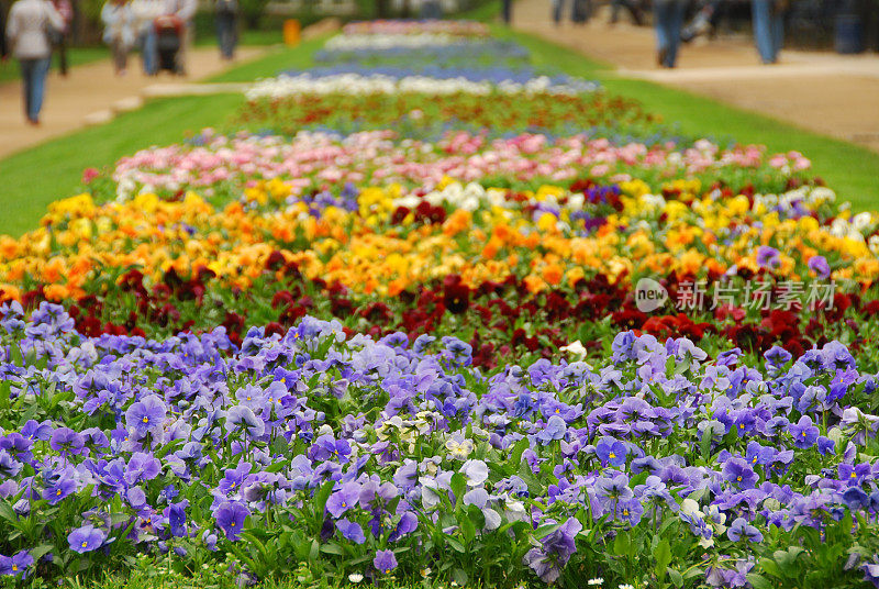 五颜六色的花在公园