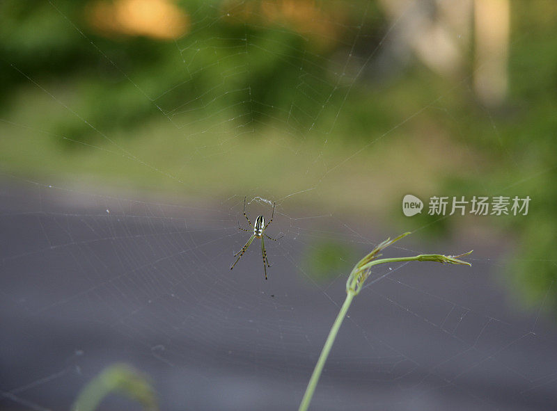 银球蜘蛛在网上