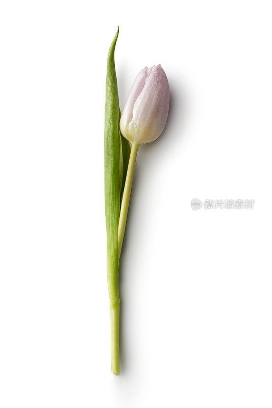 花:粉色郁金香