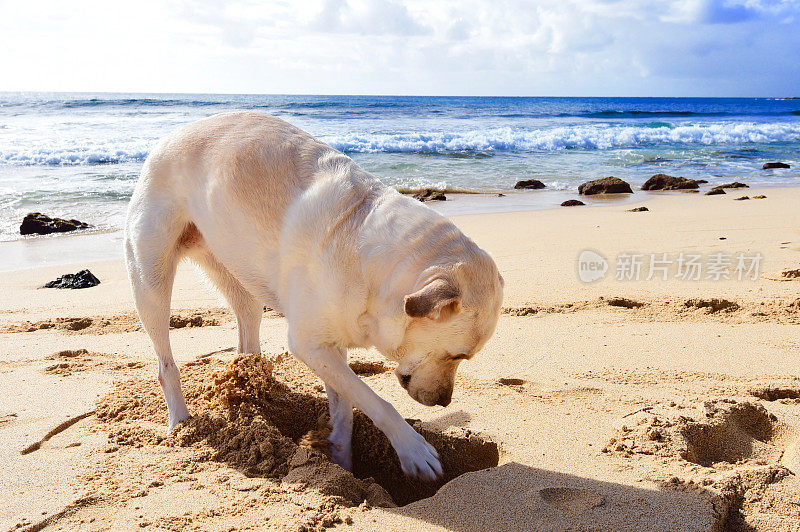 拉布拉多寻回犬