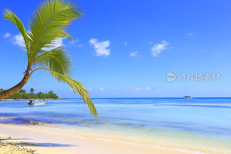 热带天堂:绿松石海滩，小船和游艇，孤独的棕榈树