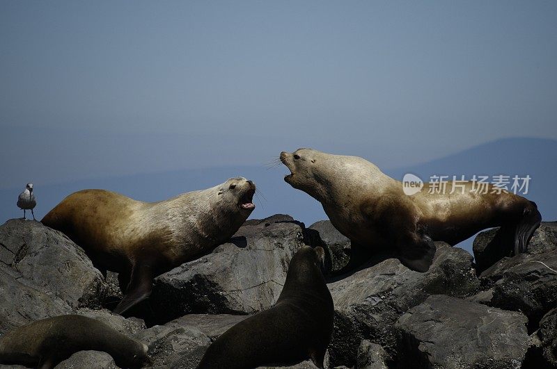 虎头海狮在战斗