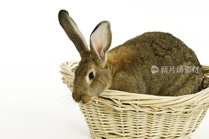 兔子在篮子里