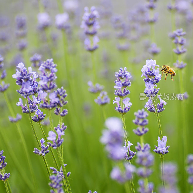 薰衣草和蜜蜂