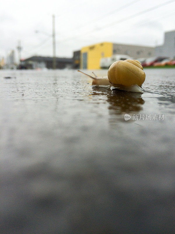 雨后潮湿的街道上爬行的蜗牛