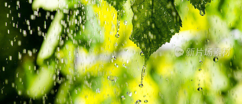 小雨打在树叶