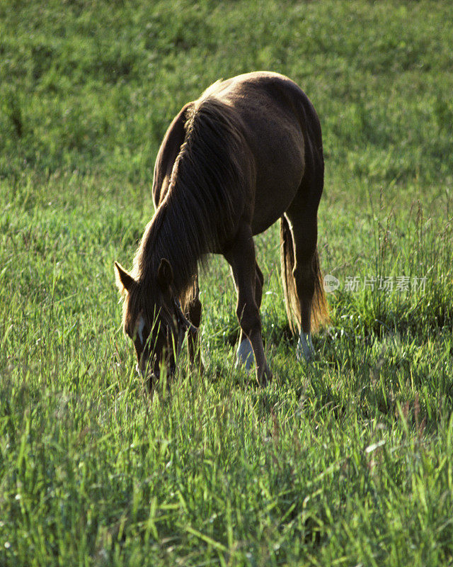 马吃草