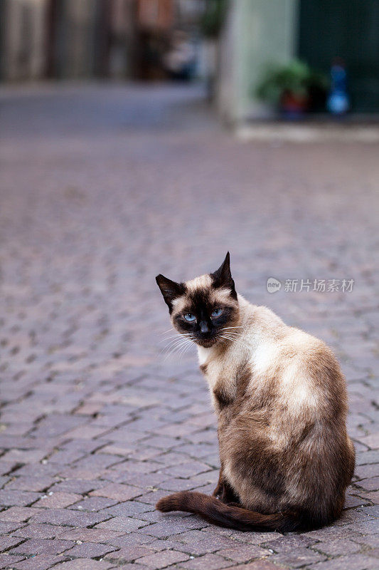 孤独的猫，坐在街道上，砖路