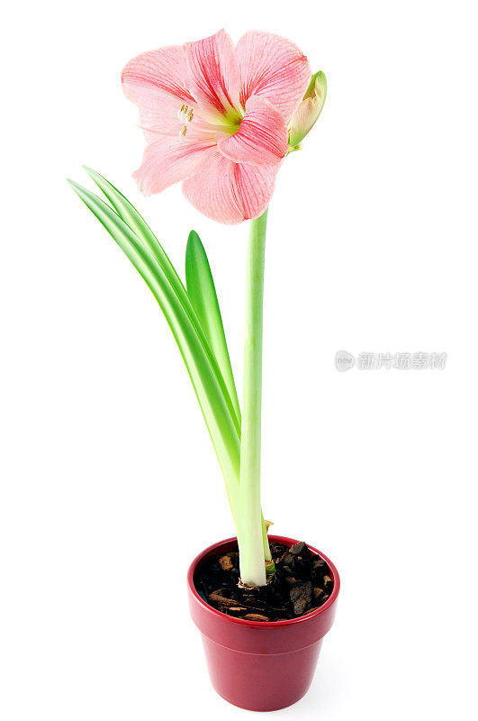 孤挺花(Hippeastrum)