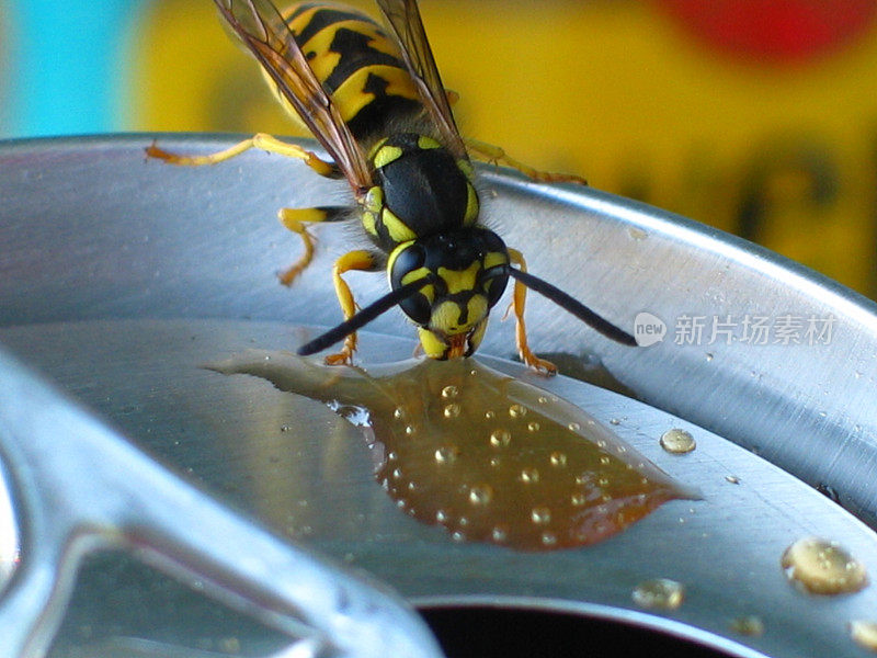 黄蜂喝苏打水