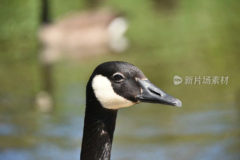 加拿大鹅头特写