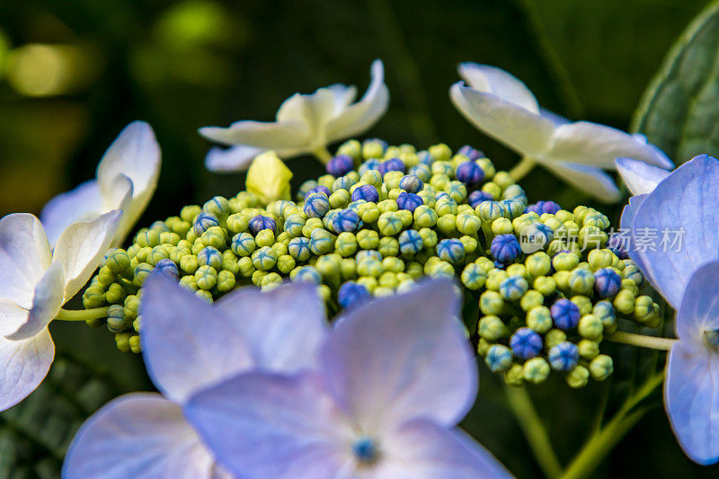 あじさいの花