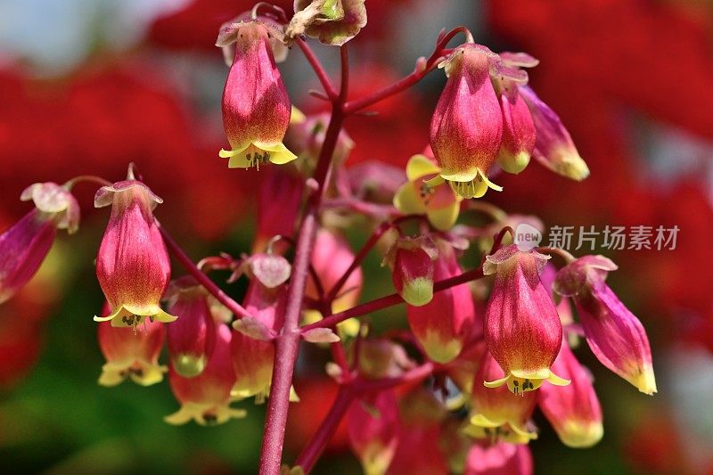 高凉菜属“温迪”花