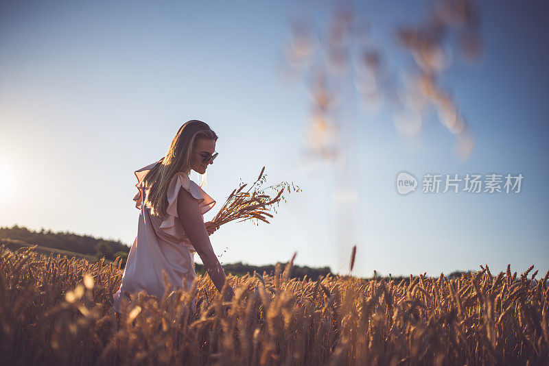 在金色的草地上摘小麦