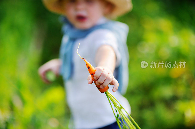 可爱的蹒跚学步的男孩展示新鲜的有机胡萝卜