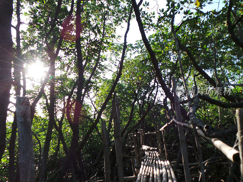 阿波礁红树林的竹桥。
