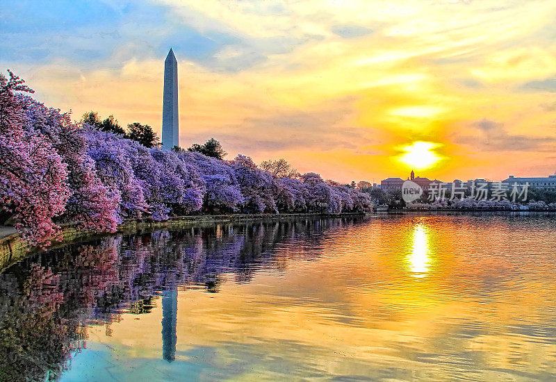 华盛顿纪念碑和樱花