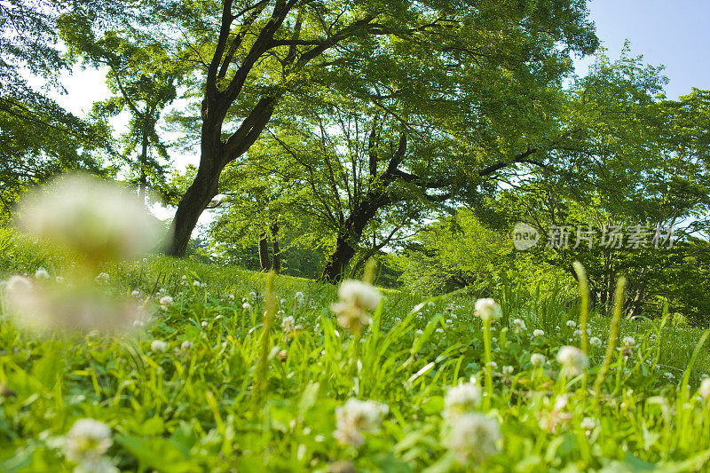 公园里盛开的白色三叶草