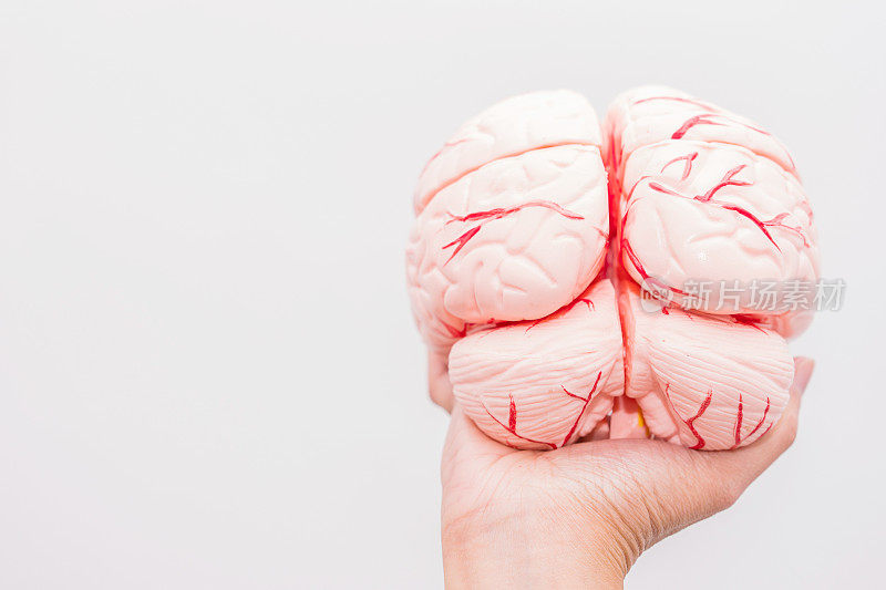 内脏假人的特写在白色的背景上。人体解剖学的模型。大脑解剖。