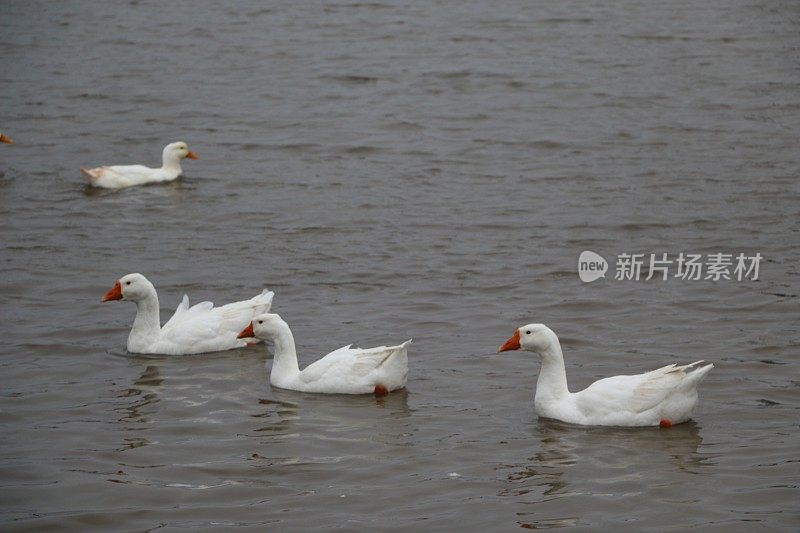 一群白鹅在河里洗澡，沿着岸边散步