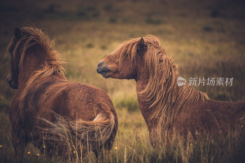 两匹马在大自然中互动