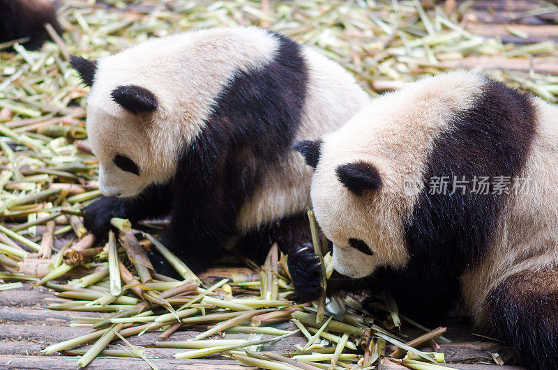 大熊猫吃竹子由成都