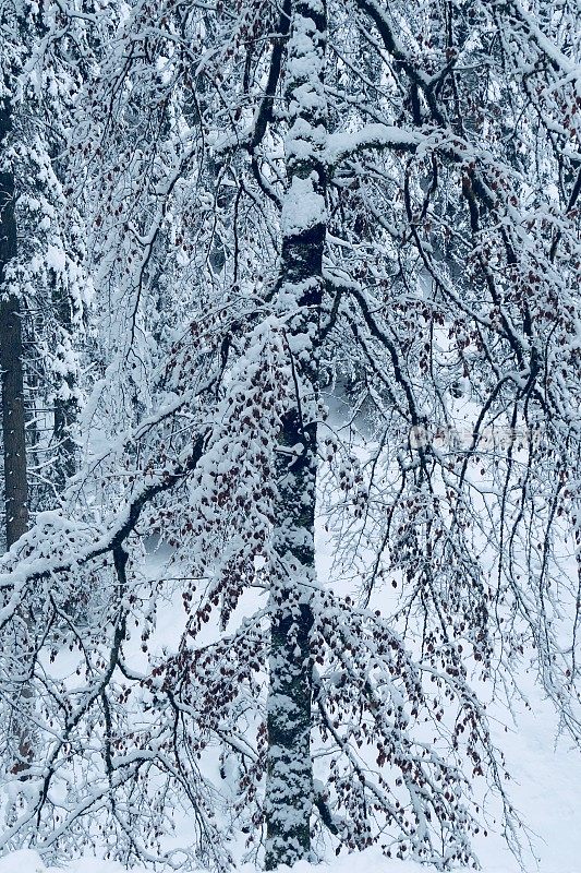 在欧洲阿尔卑斯山脉，冰雪覆盖的冬季景观和森林