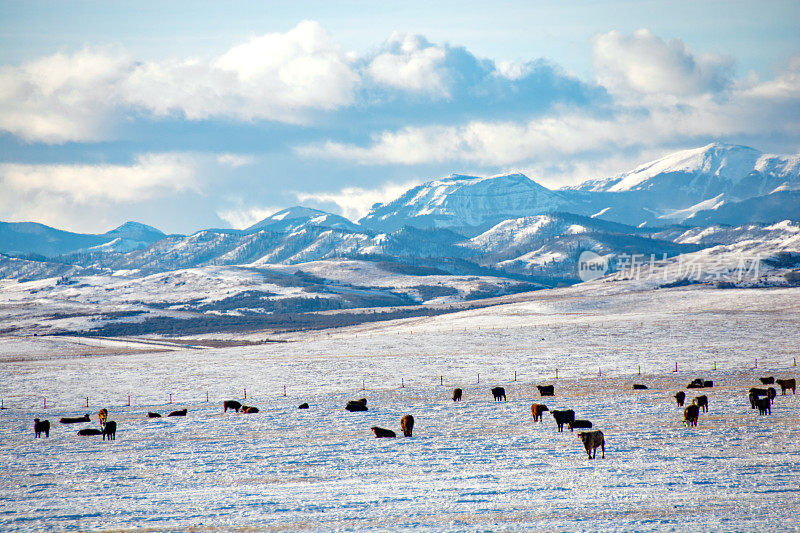 牛在冬天的田野与落基山脉的背景