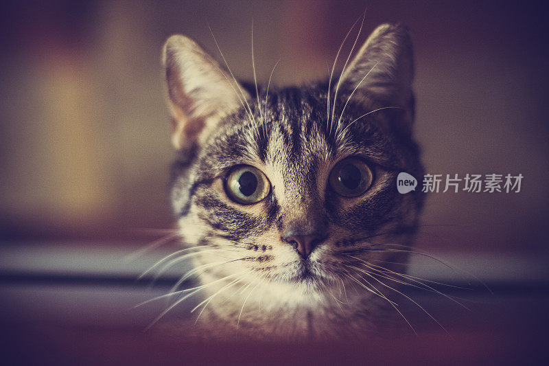 奇怪的猫