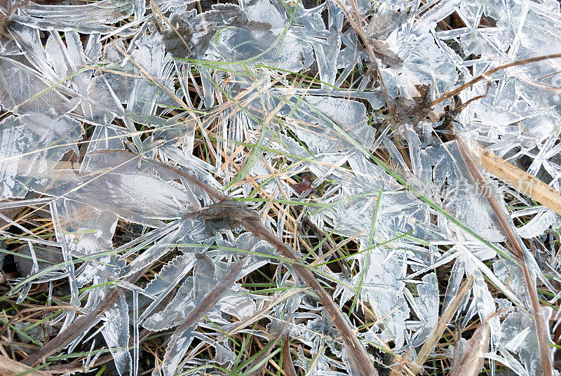 冰覆盖的草