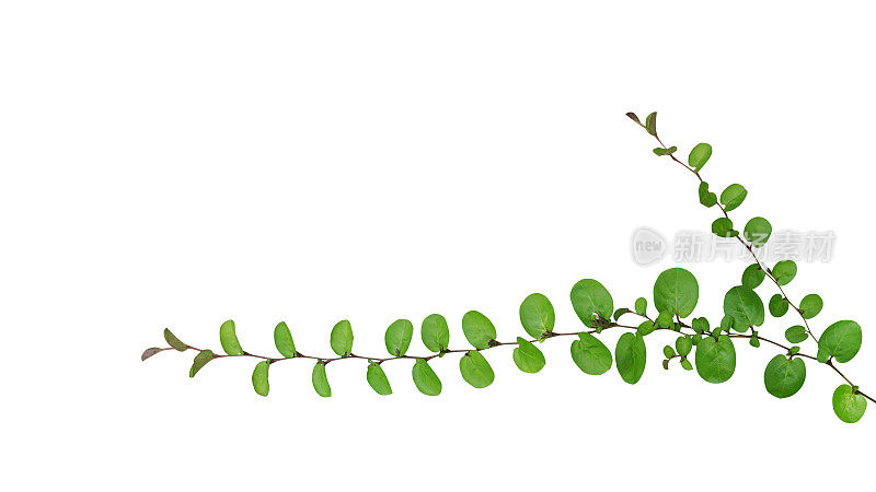 小圆叶匍匐植物，圆叶旋花(圆叶旋花)孤立于白色背景，包括修剪路径。