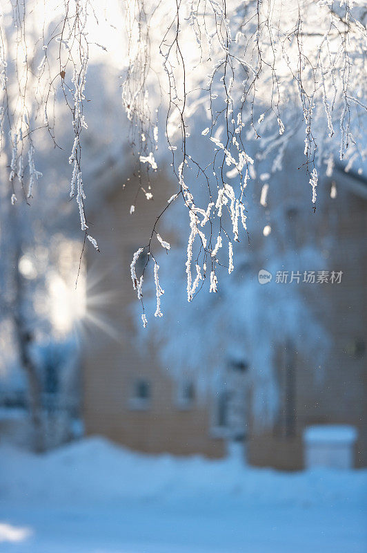 白桦树的树枝上覆盖着霜雪